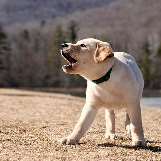 Conseils d'experts sur la façon d'arrêter les aboiements des chiens !