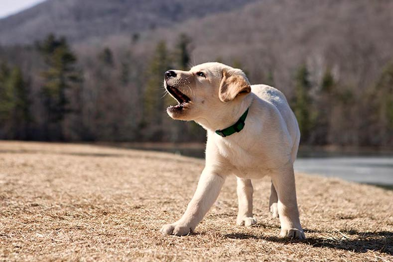 Conseils d'experts sur la façon d'arrêter les aboiements des chiens !